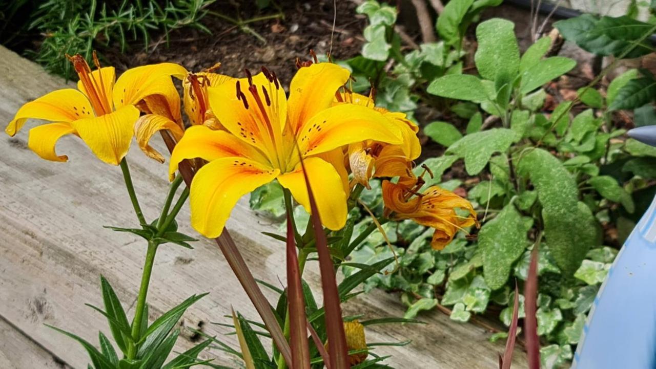 Cottage Grove Homestay Rooms ポーツマス エクステリア 写真